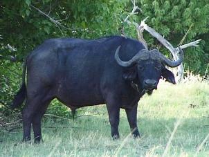 Moremi Buffalo